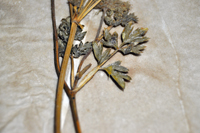 Detalle 2